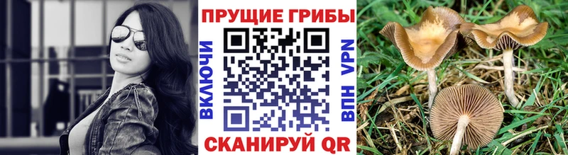 где можно купить наркотик  MEGA вход  Псилоцибиновые грибы ЛСД  Коряжма 